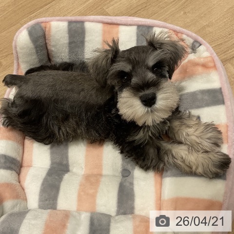 ミニチュア・シュナウザーの写真