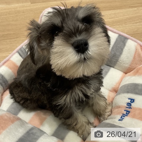 ミニチュア・シュナウザーの写真