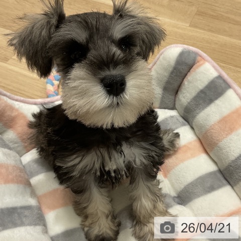 ミニチュア・シュナウザーの写真