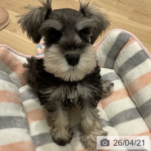 ミニチュア・シュナウザーの写真