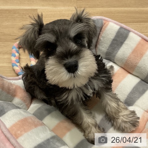 ミニチュア・シュナウザーの写真