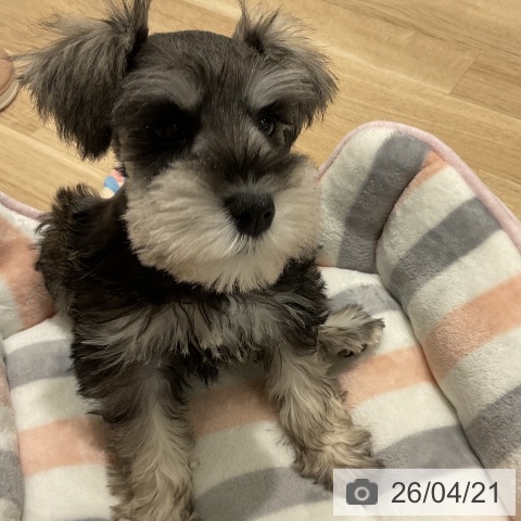 ミニチュア・シュナウザーの写真