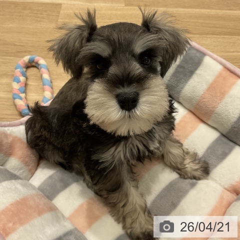 ミニチュア・シュナウザーの写真