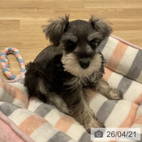 ミニチュア・シュナウザーの写真