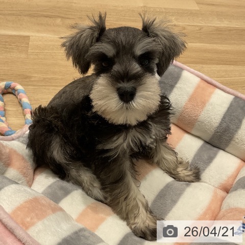 ミニチュア・シュナウザーの写真