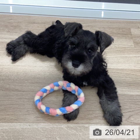 岐阜県のミニチュアシュナウザー (ペットプラス 各務原店/2026年2月16日生まれ/女の子/ソルトペッパー)の子犬の3枚目の画像