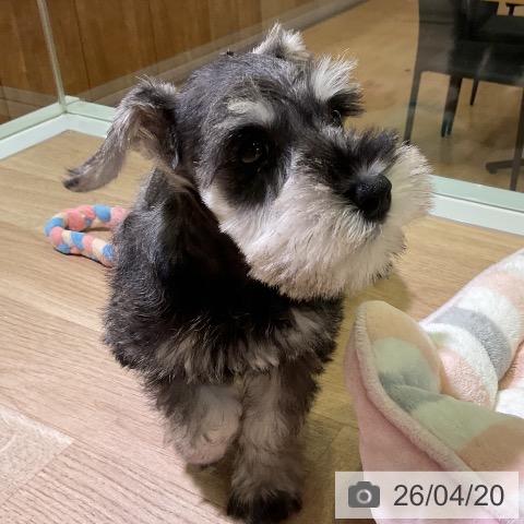 ミニチュア・シュナウザーの写真