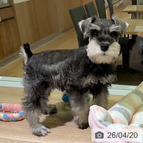 ミニチュア・シュナウザーの写真