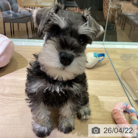 愛知県のミニチュアシュナウザー (ペットプラス 岡崎店/2026年2月16日生まれ/女の子/ソルトペッパー)の子犬の3枚目の画像