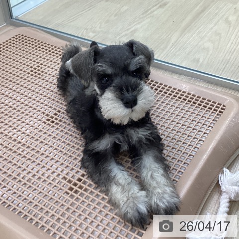 ミニチュア・シュナウザーの写真