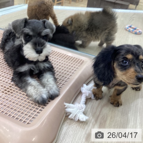 ミニチュア・シュナウザーの写真