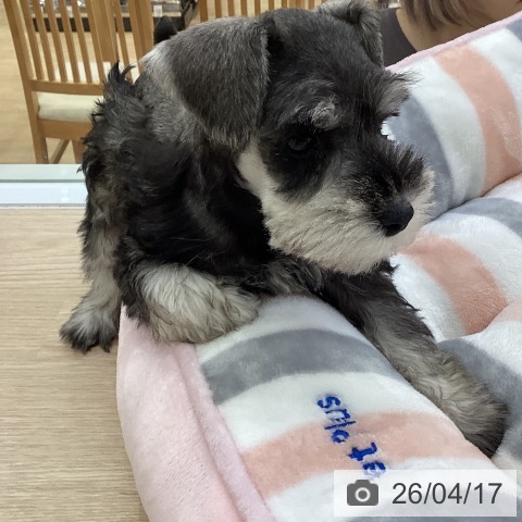 ミニチュア・シュナウザーの写真