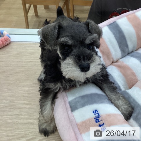 ミニチュア・シュナウザーの写真