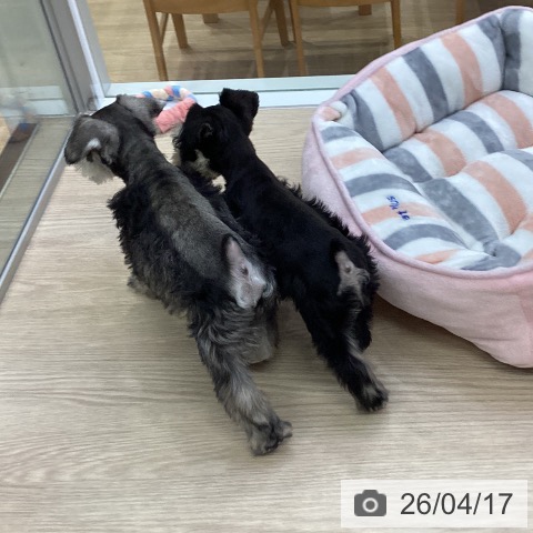 ミニチュア・シュナウザーの写真