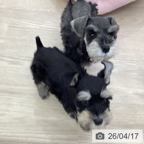 ミニチュア・シュナウザーの写真