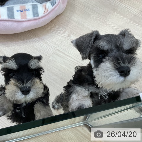 愛知県のミニチュアシュナウザー (ペットプラス ナゴヤドーム前店/2026年2月16日生まれ/女の子/ソルトペッパー)の子犬の4枚目の画像