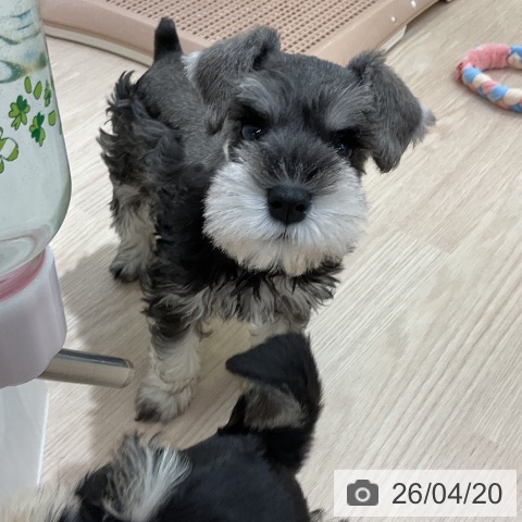 愛知県のミニチュアシュナウザー (ペットプラス ナゴヤドーム前店/2026年2月16日生まれ/女の子/ソルトペッパー)の子犬の3枚目の画像