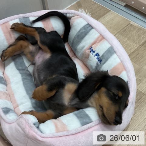 ミニチュア・ダックスフンドの写真