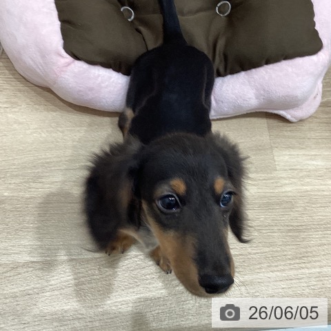 ミニチュア・ダックスフンドの写真