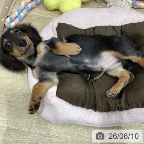 ミニチュア・ダックスフンドの写真