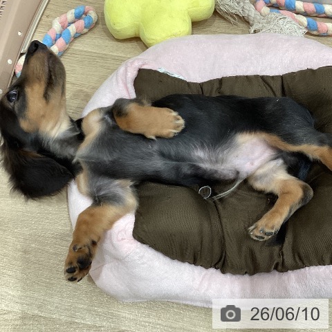 ミニチュア・ダックスフンドの写真