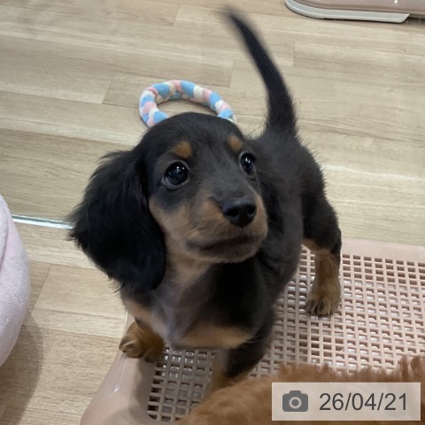 愛知県のミニチュアダックスフンド(ロング) (ペットプラス 熱田店/2026年2月14日生まれ/男の子/ブラックタン)の子犬の3枚目の画像