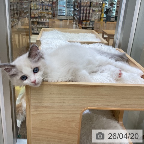 ラグドールの写真