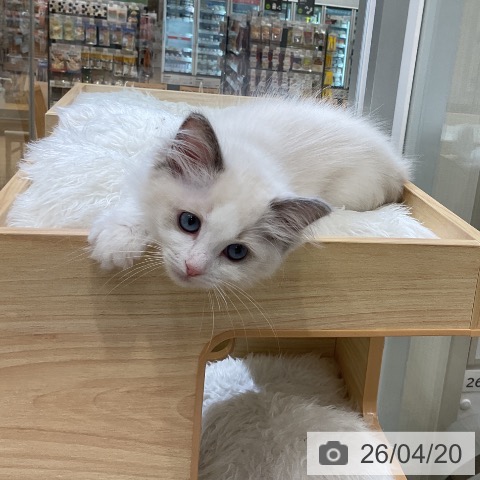 ラグドールの写真