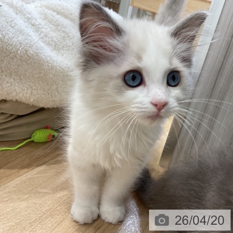 ラグドールの写真