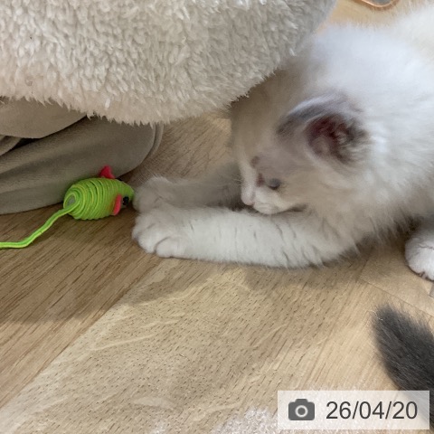 ラグドールの写真