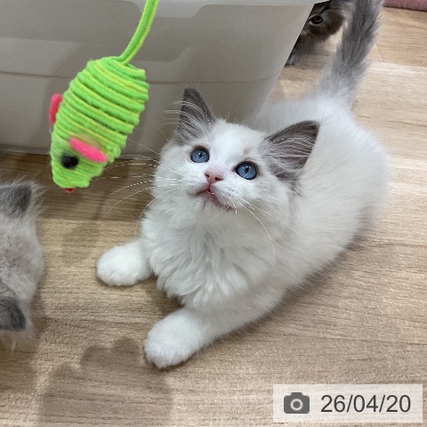 ラグドールの写真