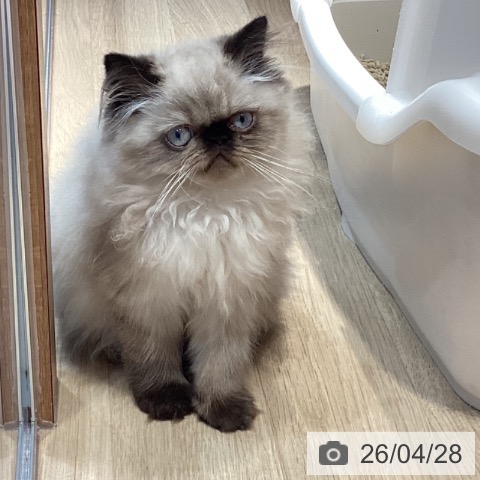 岐阜県のヒマラヤン (ペットプラス 各務原店/2026年2月18日生まれ/男の子/シールポイント)の子猫の4枚目の画像