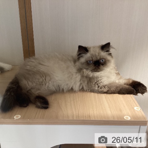 岐阜県のヒマラヤン (ペットプラス 各務原店/2026年2月18日生まれ/男の子/シールポイント)の子猫の4枚目の画像