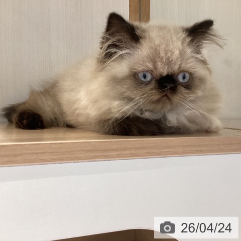 岐阜県のヒマラヤン (ペットプラス 各務原店/2026年2月18日生まれ/男の子/シールポイント)の子猫の3枚目の画像