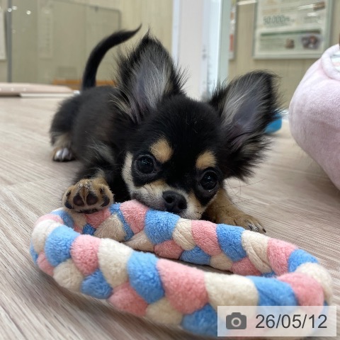 愛知県のチワワ(ロング) (ペットプラス 豊田店/2026年2月3日生まれ/男の子/ブラックタン)の子犬の3枚目の画像