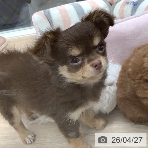 石川県のチワワ(ロング) (ペットプラス 白山店/2026年2月17日生まれ/女の子/チョコレートタン)の子犬の4枚目の画像