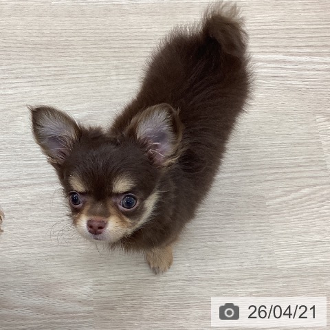 石川県のチワワ(ロング) (ペットプラス 白山店/2026年2月17日生まれ/女の子/チョコレートタン)の子犬の3枚目の画像