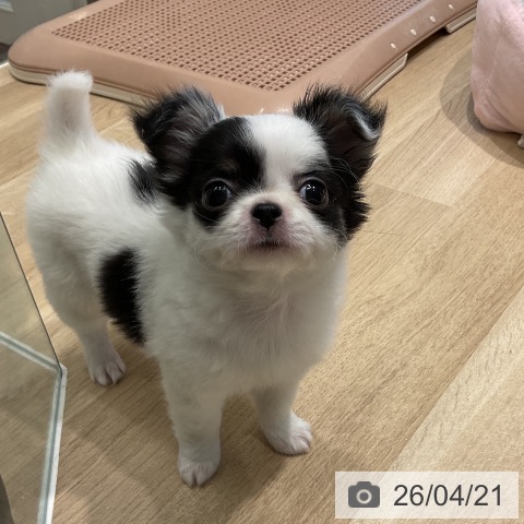 三重県のチワワ(ロング) (ペットプラス 鈴鹿店/2026年2月11日生まれ/女の子/ホワイトブラックタン)の子犬の4枚目の画像