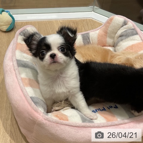 三重県のチワワ(ロング) (ペットプラス 鈴鹿店/2026年2月11日生まれ/女の子/ホワイトブラックタン)の子犬の3枚目の画像