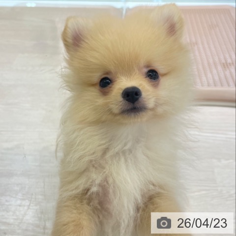 富山県のポメラニアン (ペットプラス 高岡店/2026年2月15日生まれ/男の子/クリーム)の子犬の3枚目の画像
