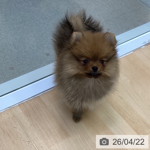 愛知県のポメラニアン (ペットプラス 三好店/2026年2月15日生まれ/男の子/オレンジ)の子犬の4枚目の画像