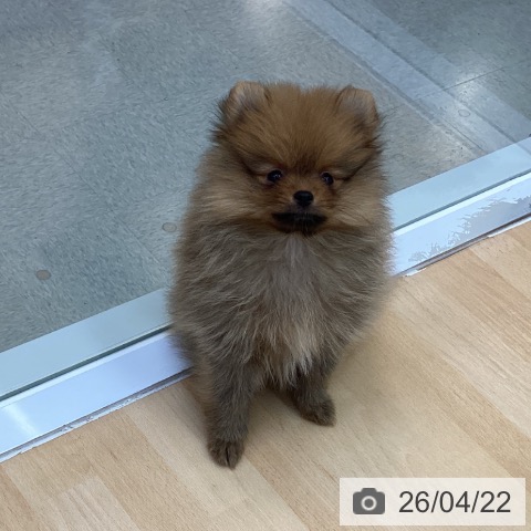 愛知県のポメラニアン (ペットプラス 三好店/2026年2月15日生まれ/男の子/オレンジ)の子犬の3枚目の画像