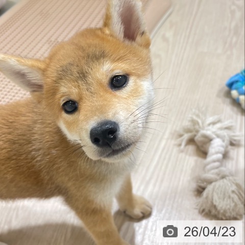 富山県の柴犬(標準サイズ) (ペットプラス 高岡店/2026年2月18日生まれ/男の子/赤)の子犬の4枚目の画像