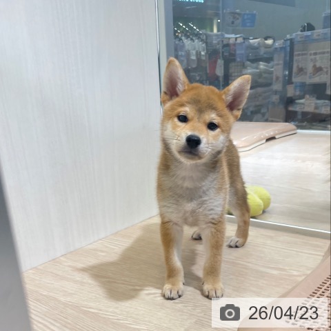 富山県の柴犬(標準サイズ) (ペットプラス 高岡店/2026年2月18日生まれ/男の子/赤)の子犬の3枚目の画像