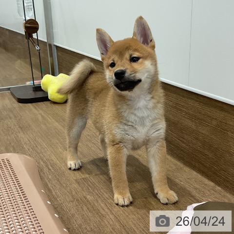 愛知県の柴犬(標準サイズ) (ペッツワン 東海店/2026年2月18日生まれ/女の子/赤)の子犬の4枚目の画像