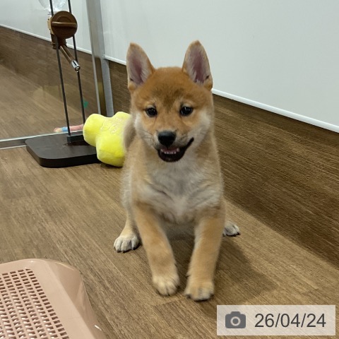 愛知県の柴犬(標準サイズ) (ペッツワン 東海店/2026年2月18日生まれ/女の子/赤)の子犬の3枚目の画像