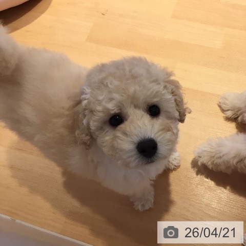 トイ・プードルの写真