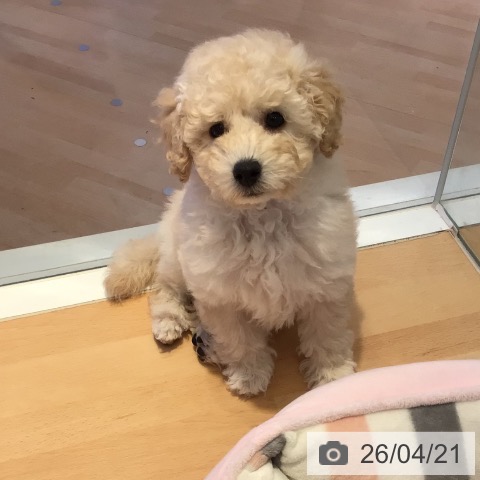 トイ・プードルの写真