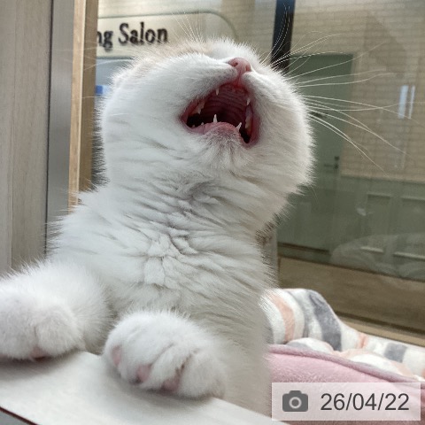 スコティッシュフォールドの写真