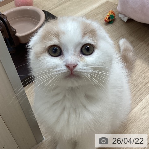 スコティッシュフォールドの写真